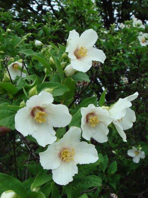 Philadelphus purpureomaculatus 'Belle Etoile' fleur